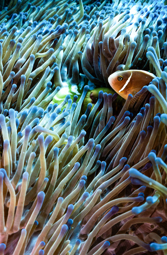 Clownfish and its anemone