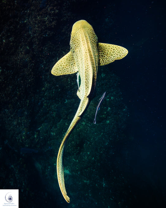 "Mystical Dance of the Leopard Shark at Nguthungulli Rocks"