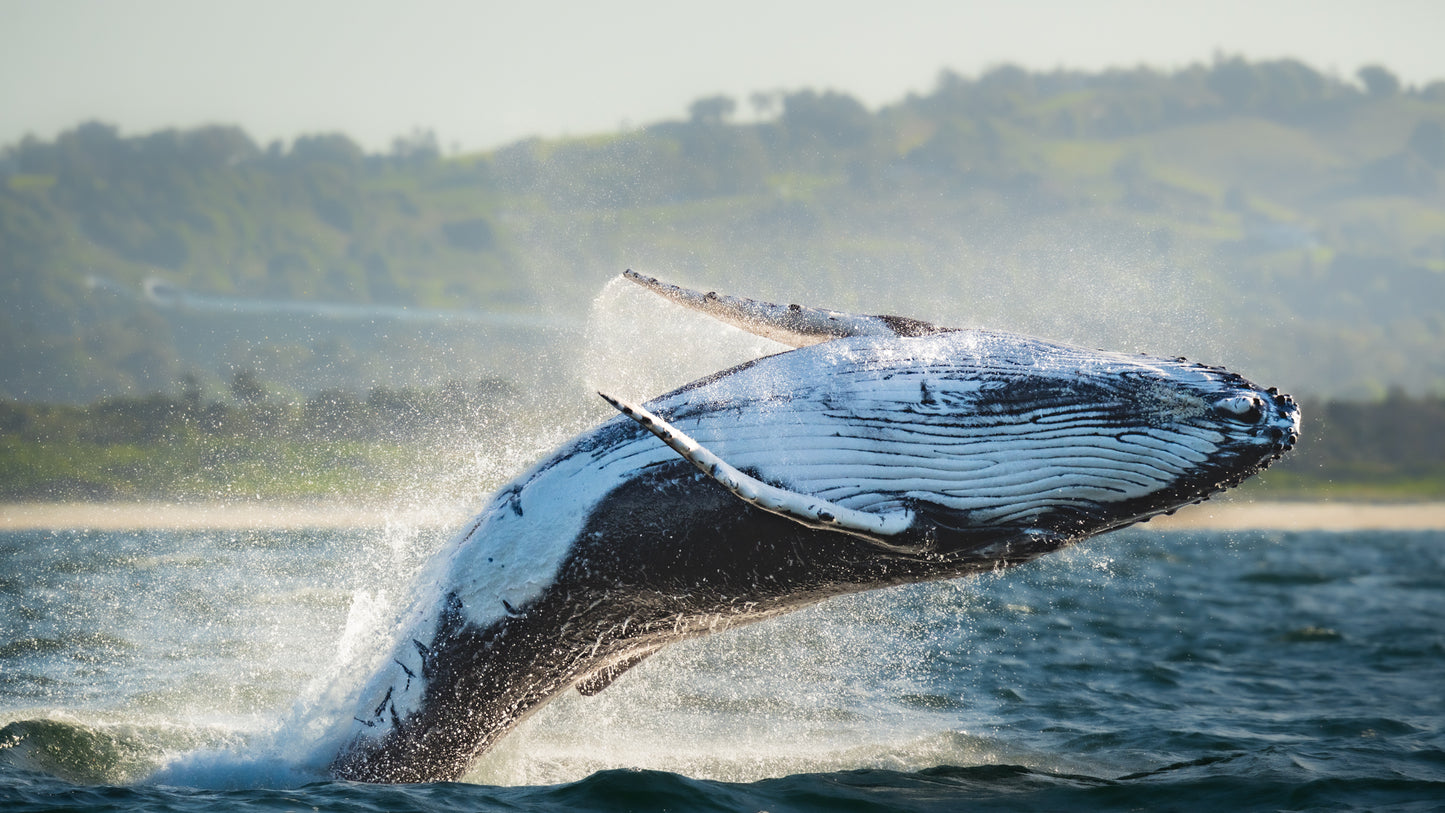 Breaching whale