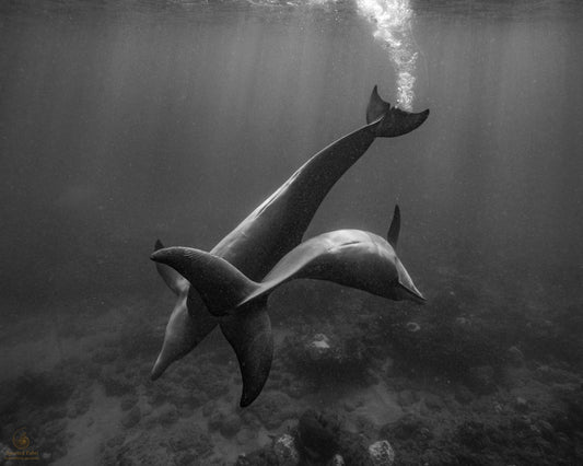 Whirl of the Wild – Bottlenose Ballet