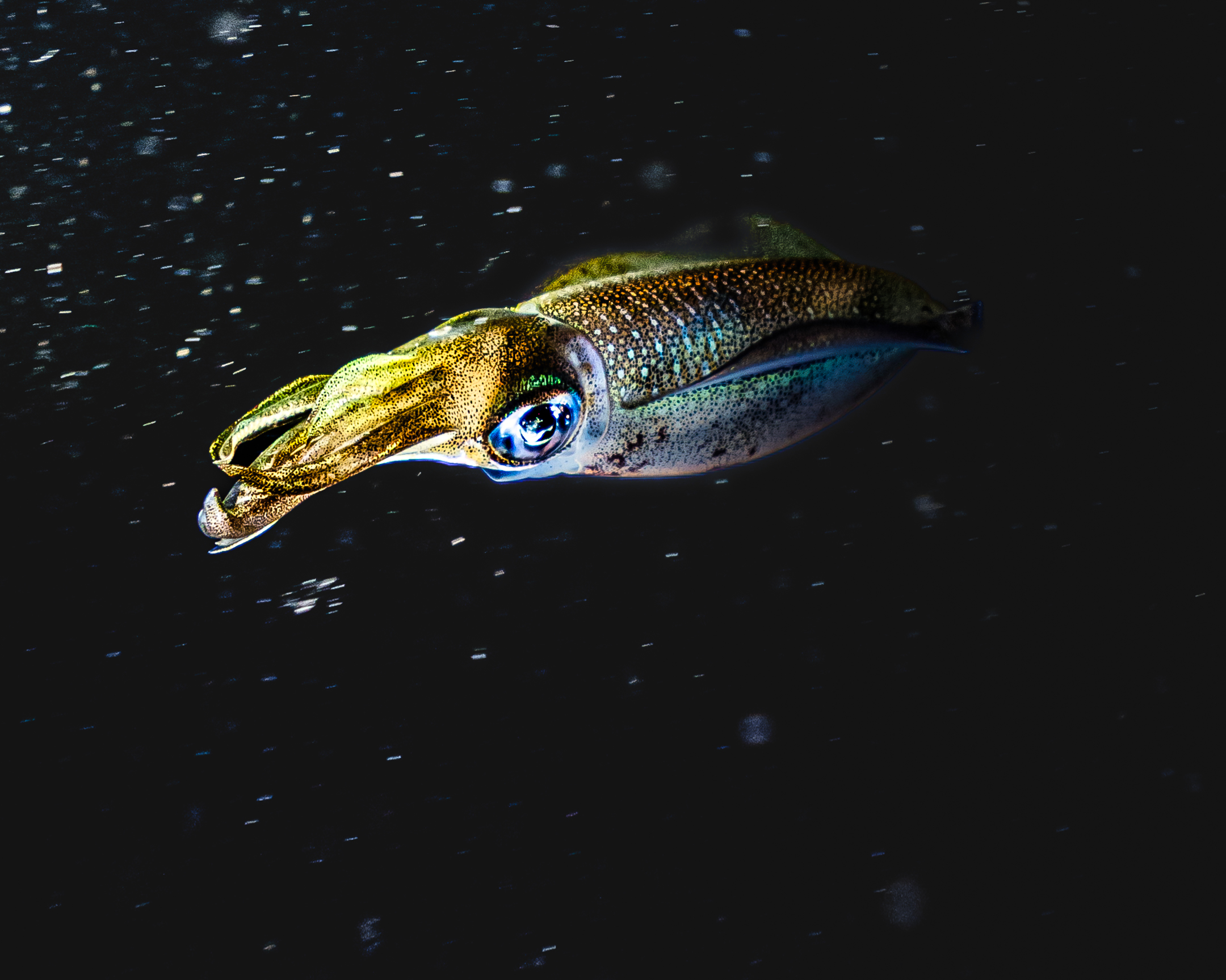 The Night of the Great Barrier Reef