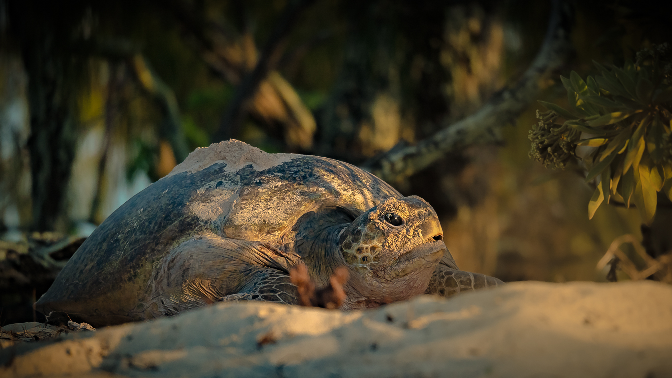 🐢 The Life Cycle of Green Sea Turtles in the Great Barrier Reef
