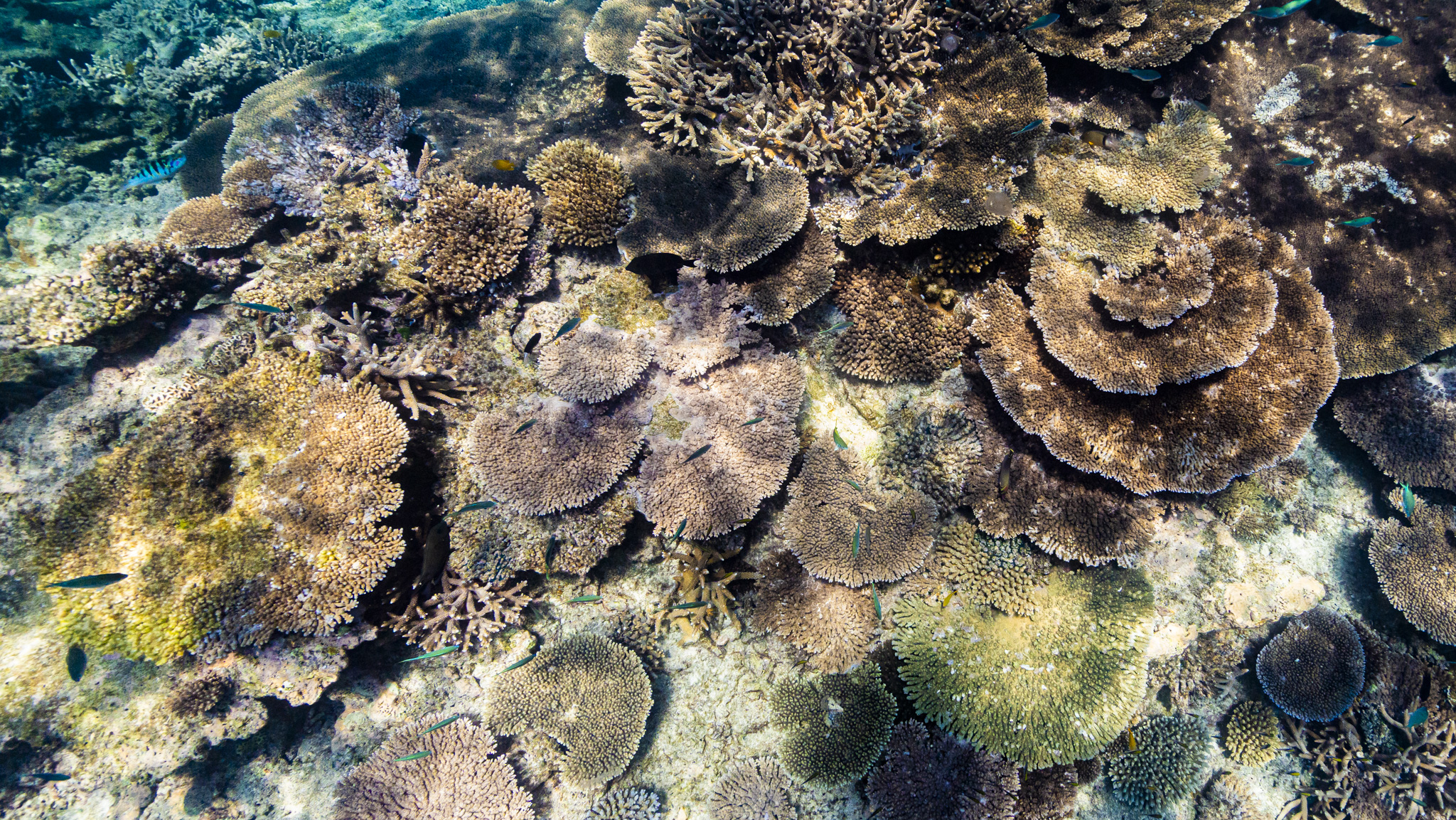 When We Protect, Nature Answers: Ocean Conservation After the High Seas Treaty