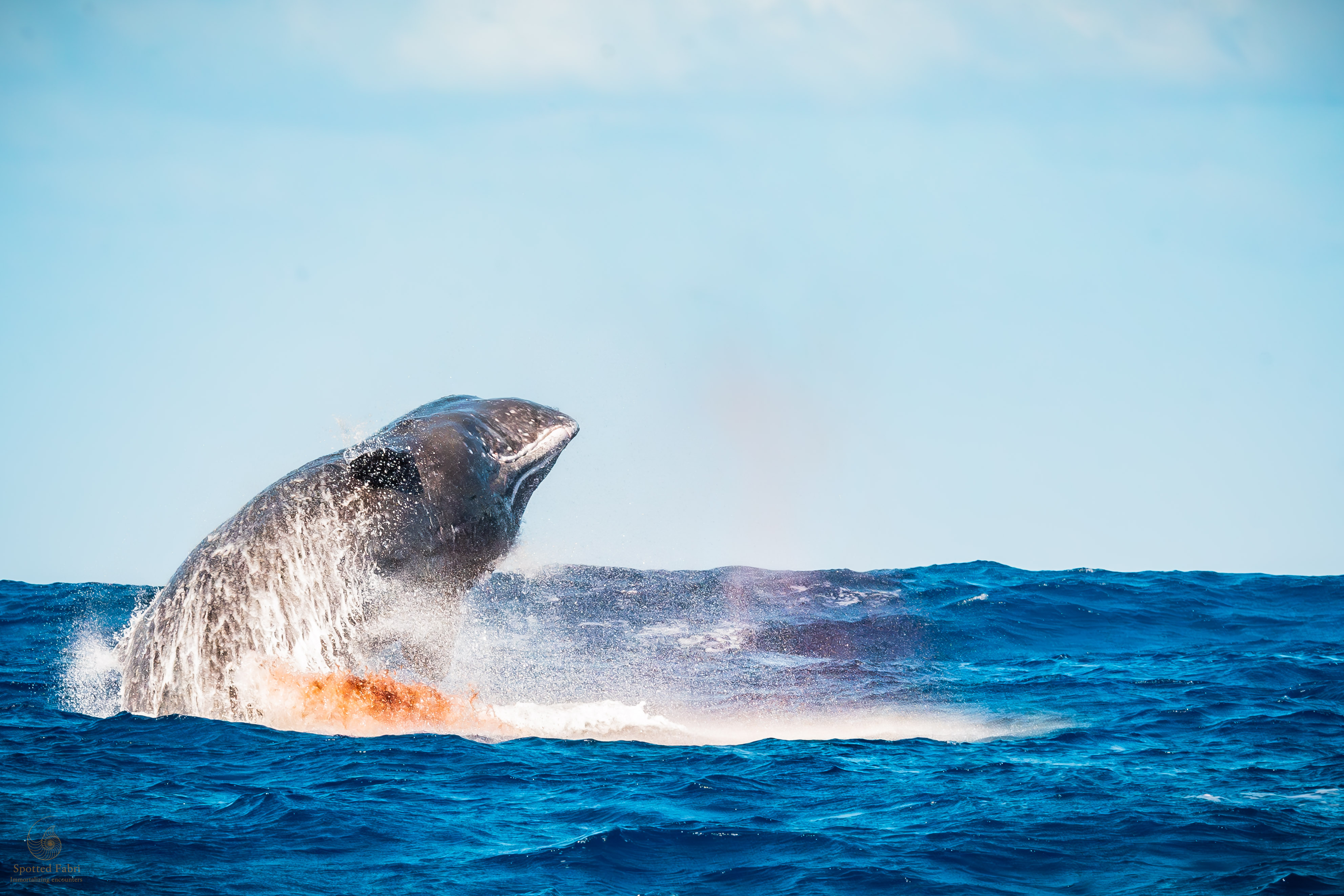 The wildest of them all: US... A Turning Point for Sperm Whales in Mauritius