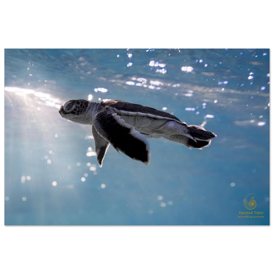 2cea4c5d-d74a-4e6c-aeb7-1d6a5e8d543b