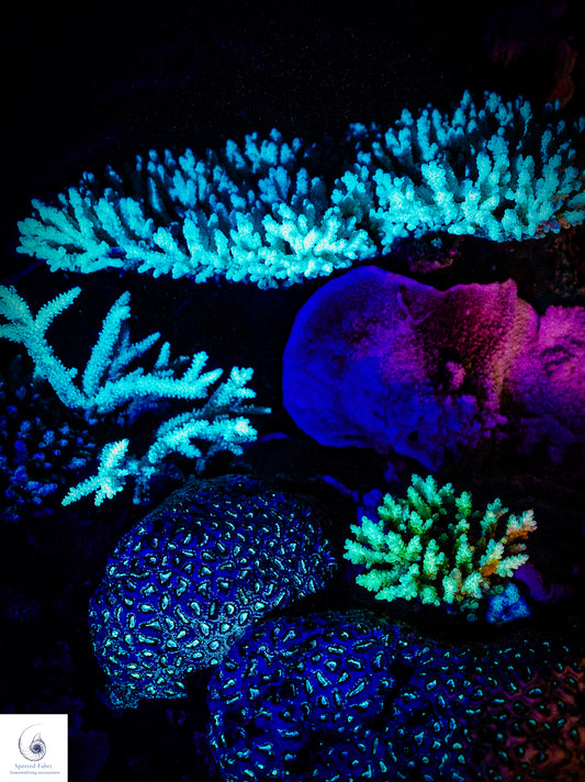 "Glow of the Ancients: Coral Dreams in the Great Barrier Reef"